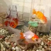しゅん