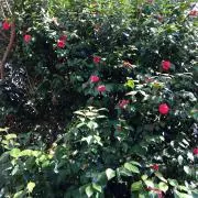 かわの画像