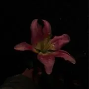 りーの画像