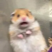 ぽよこの画像