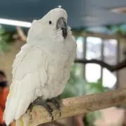 EOの画像