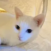 miitanu