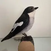 みかんぼうやの画像