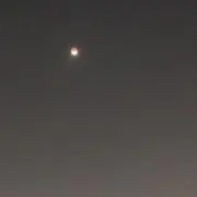 ぴなーの画像