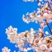 鄒雫