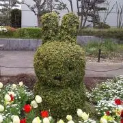 しろねこの画像