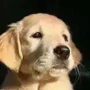 なか☆よしの画像