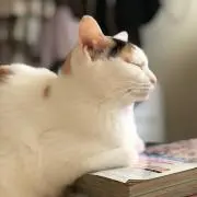 きなこの画像