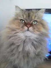 ペルちゃんの画像