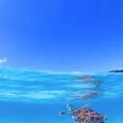 モアナの画像