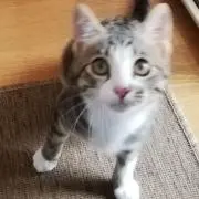 GUPPY