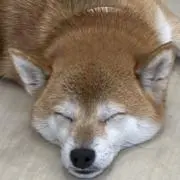 SRKの画像