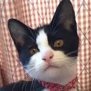 Ayaの画像