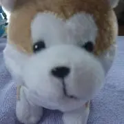 yasu