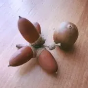 どんぐりのぼうしの画像