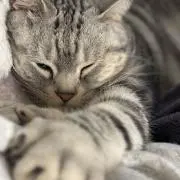 Sugarの画像