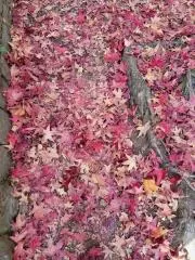 Cの画像