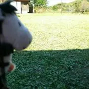 arar_bear