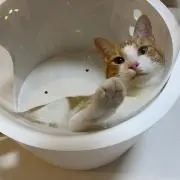 ジンの画像
