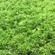 nanaの画像