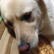 ぼーちゃんの画像