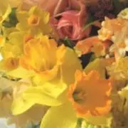 sweet peaの画像