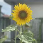 みいたろの画像