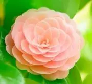 春椿の画像