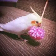 けろ