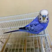 リロバ