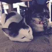 こさん