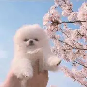 HANA