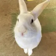 しろの画像