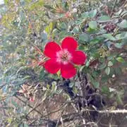きゃさりん