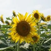かず
