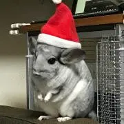 むーの画像