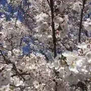 STEの画像