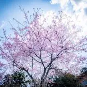 MDAJTMの画像