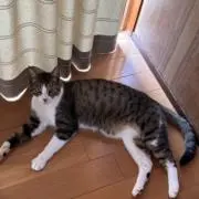 sskk-pの画像
