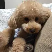 amimiの画像