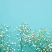 ＊oche＊の画像