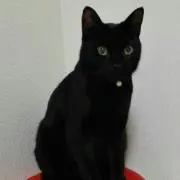 断捨離☆とことこ☆の画像
