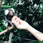 にあ