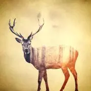 Ganchanの画像