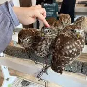 からあげくんの画像