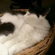 白黒ねこ(即購入可)の画像
