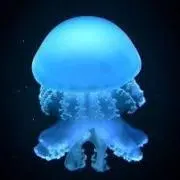 海月の画像