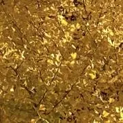 yamatoの画像