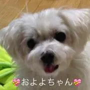 エリザ