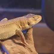 jiki